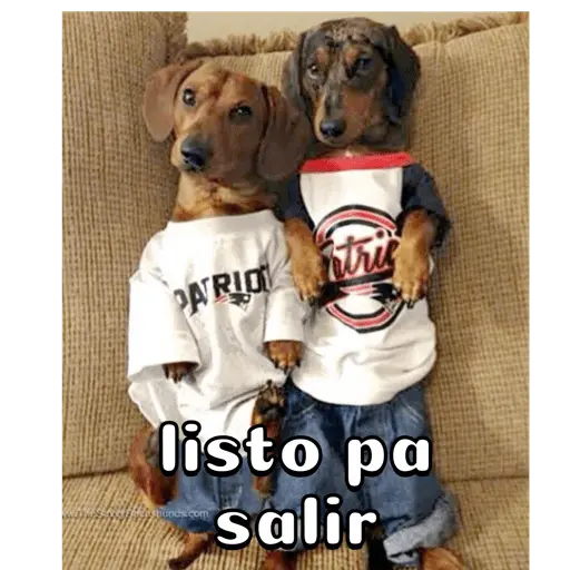 Perro salchicha
