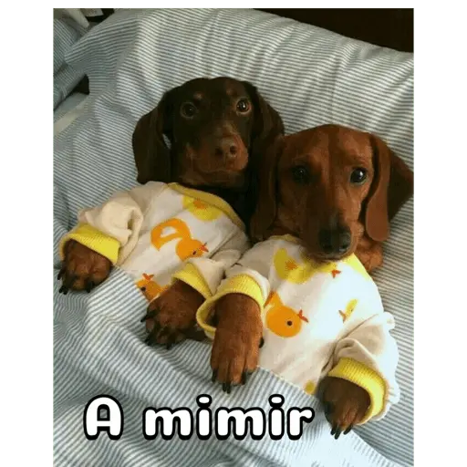 Perro salchicha