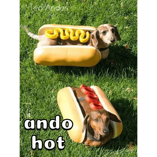 Perro salchicha