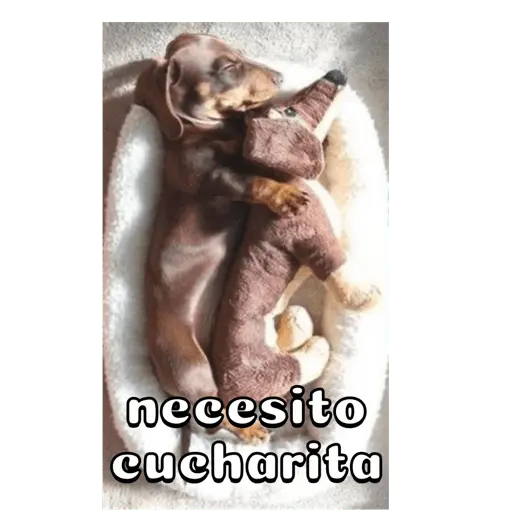 Perro salchicha