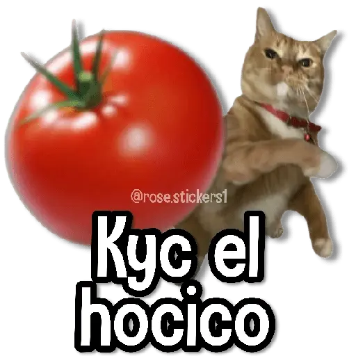Memes en Tendencia🔥