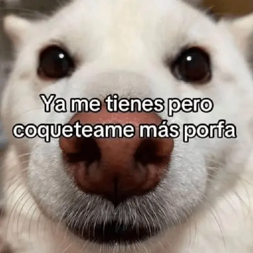 🍋‍🟩💬 Animales pal CHAT 💬🍋‍🟩