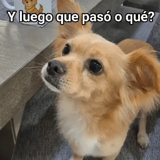 🍋‍🟩💬 Animales pal CHAT 💬🍋‍🟩