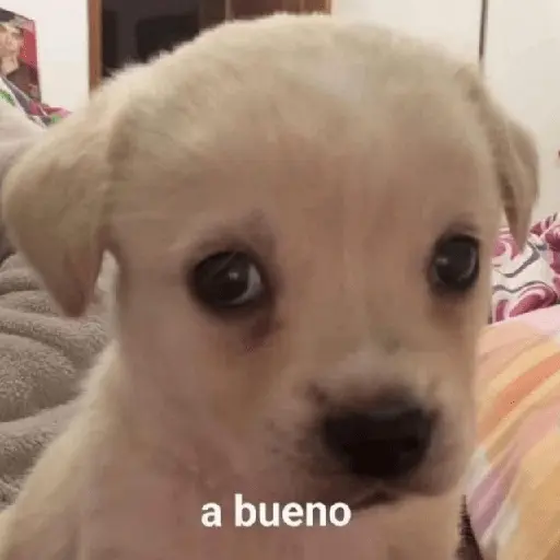 🍋‍🟩💬 Animales pal CHAT 💬🍋‍🟩