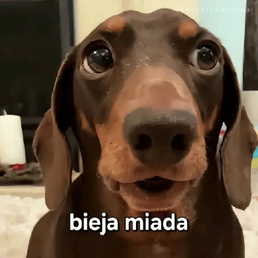🍋‍🟩💬 Animales pal CHAT 💬🍋‍🟩