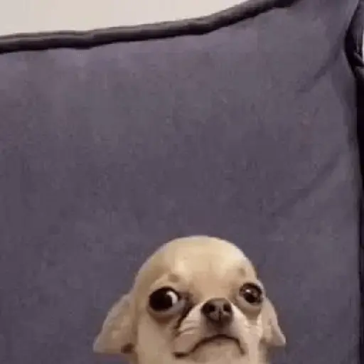 😳 Perritos - Chat 😳🐶💬 