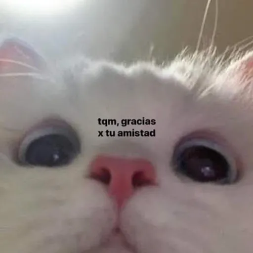 modo uwu