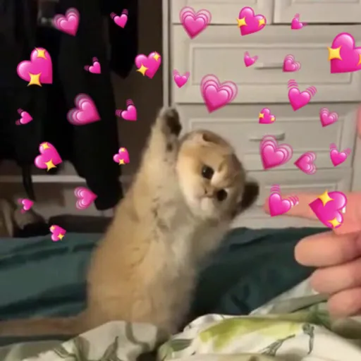 modo uwu