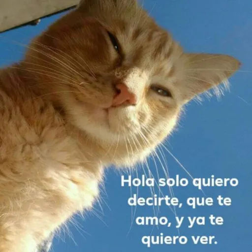 modo uwu