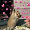 modo uwu