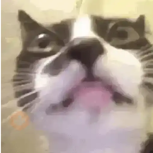 Gatos Moods 4😼❣️ sticker 18