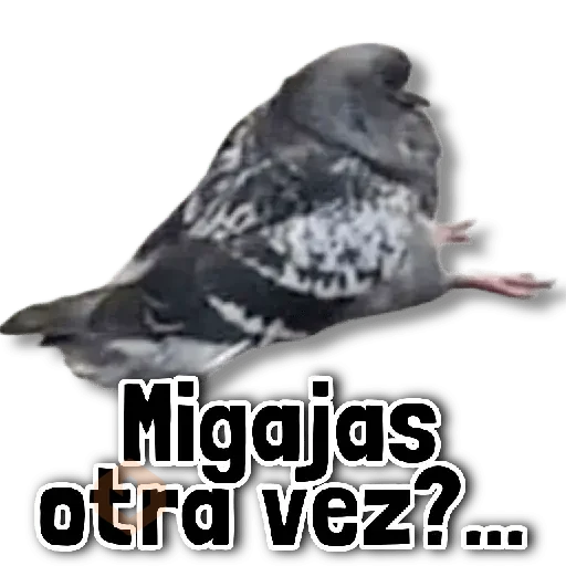 💀 COMBO de Stickers #➊➐ sticker 12