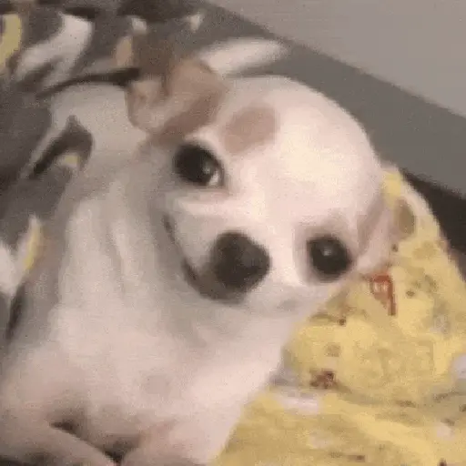 Perros Moods🐕‍🦺🐾