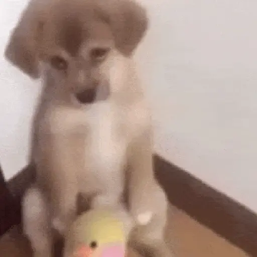 Perros Moods🐕‍🦺🐾