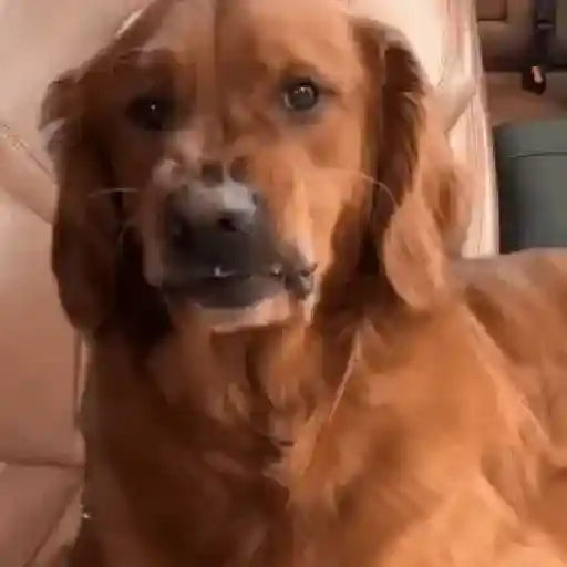 Perros Moods🐕‍🦺🐾