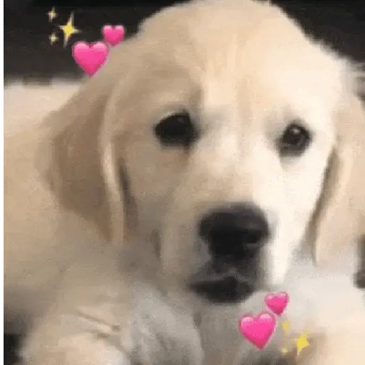 Perros Moods🐕‍🦺🐾