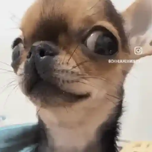 Perros Moods🐕‍🦺🐾