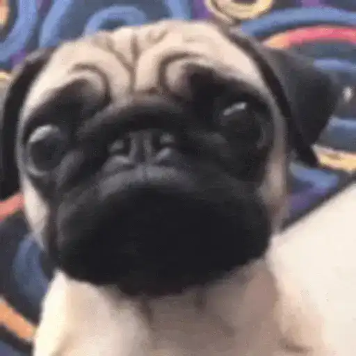 Perros Moods🐕‍🦺🐾