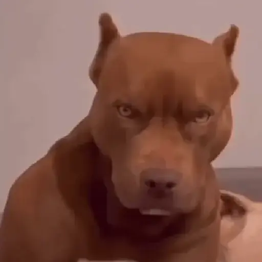 Perros Moods🐕‍🦺🐾