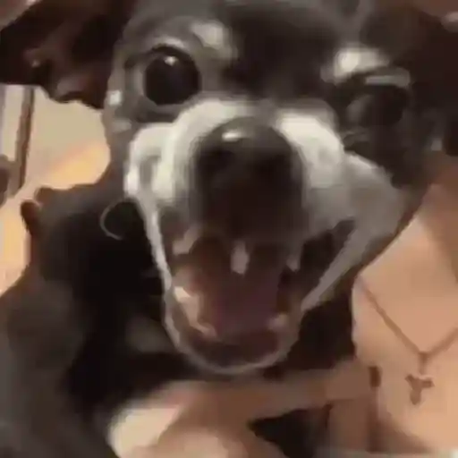 Perros Moods🐕‍🦺🐾