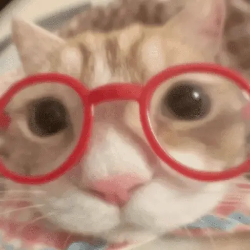 😽 GATOS CON LENTES 🤓