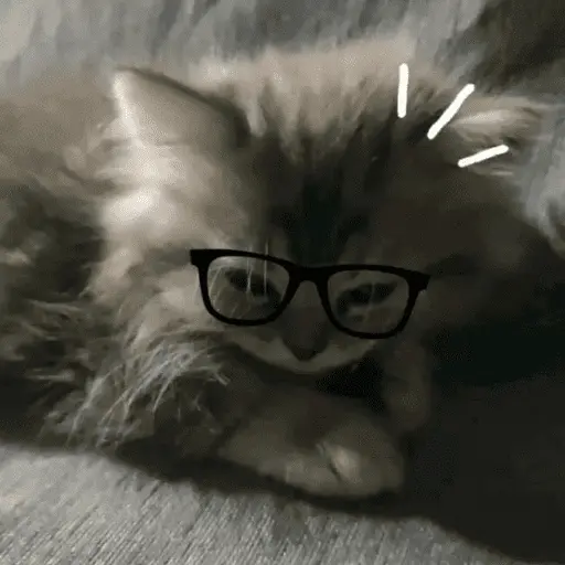 😽 GATOS CON LENTES 🤓