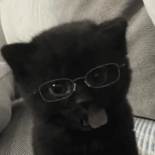 😽 GATOS CON LENTES 🤓
