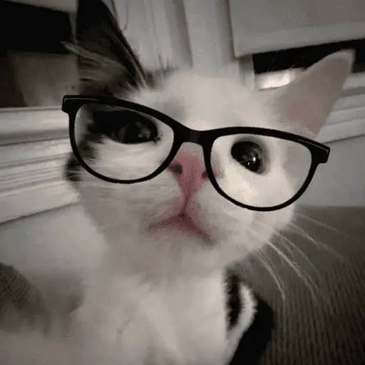 😽 GATOS CON LENTES 🤓