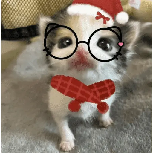 😽 GATOS CON LENTES 🤓
