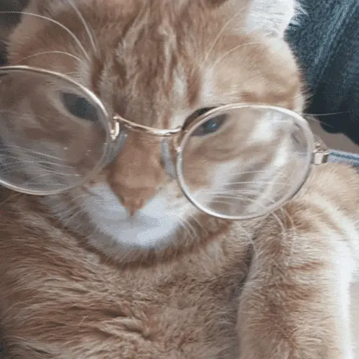 😽 GATOS CON LENTES 🤓