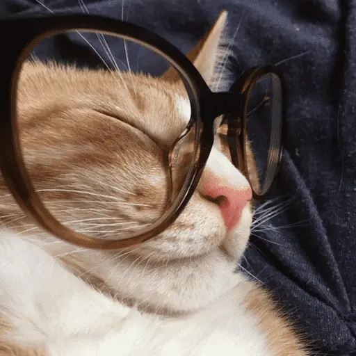 😽 GATOS CON LENTES 🤓