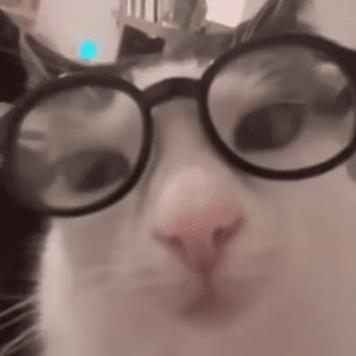 😽 GATOS CON LENTES 🤓