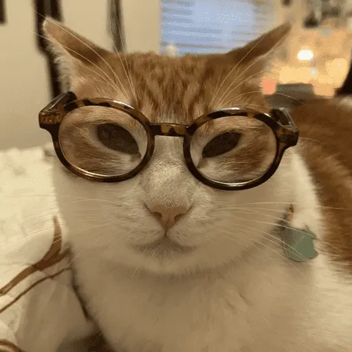 😽 GATOS CON LENTES 🤓