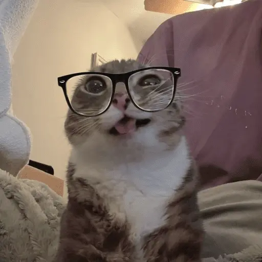 😽 GATOS CON LENTES 🤓