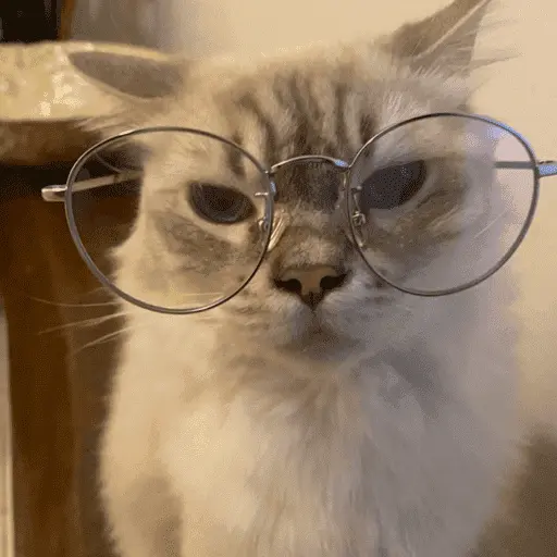 😽 GATOS CON LENTES 🤓