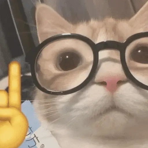 😽 GATOS CON LENTES 🤓