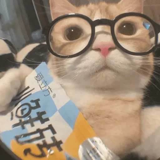 😽 GATOS CON LENTES 🤓