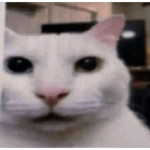 Gatos Reacciones Random