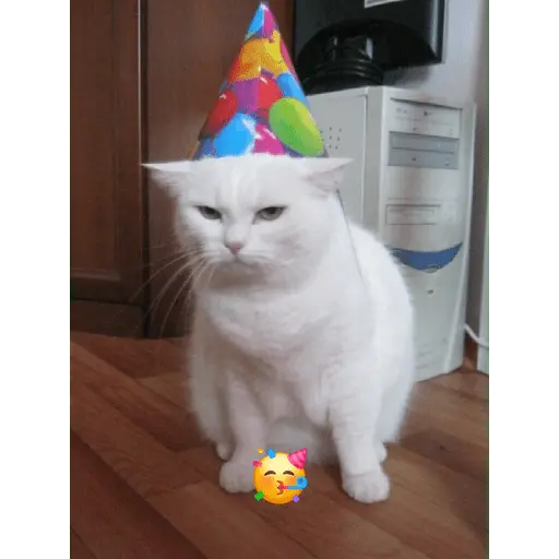Gatos Reacciones Random