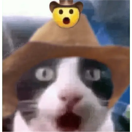 Gatos Reacciones Random