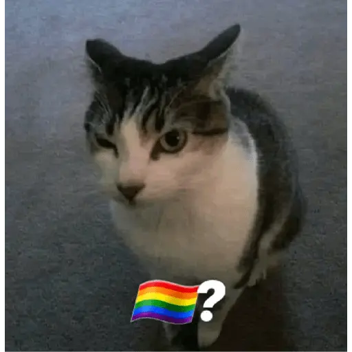 Gatos Reacciones Random