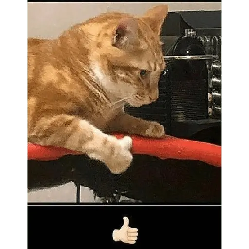 Gatos Reacciones Random