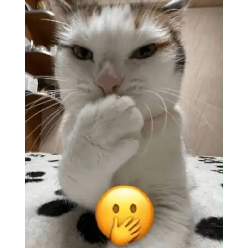 Gatos Reacciones Random