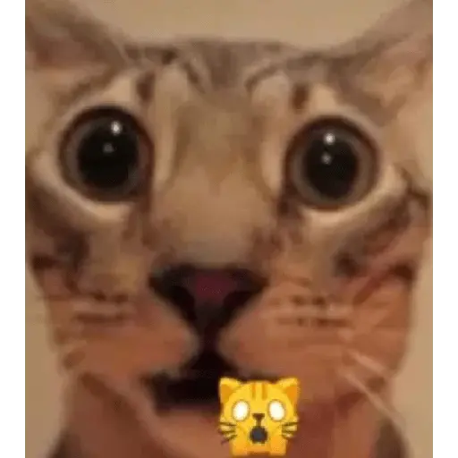 Gatos Reacciones Random
