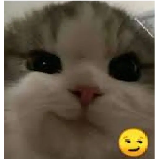 Gatos Reacciones Random