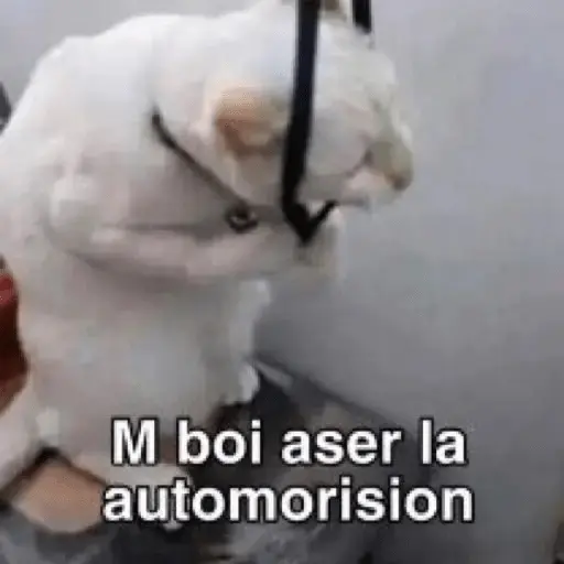 Gatos Reacciones Random