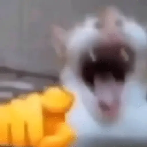 Gatos Reacciones Random