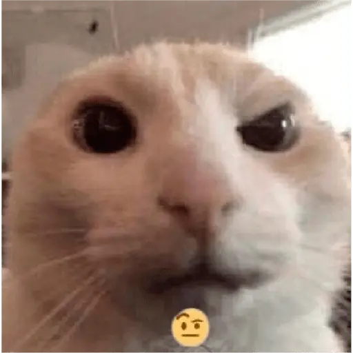 Gatos Reacciones Random