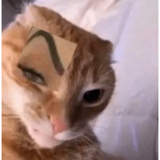 Gatos Reacciones Random