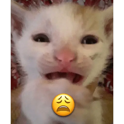 Gatos Reacciones Random